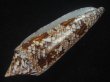 画像3: ベンガルイモ(Conus bengalensis) 濃色　老成　美品 (3)