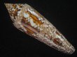 画像2: ベンガルイモ(Conus bengalensis) 美品 (2)