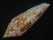 画像3: ベンガルイモ(Conus bengalensis) 美品 (3)