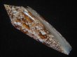 画像1: ベンガルイモ(Conus bengalensis) 濃色　美品 (1)