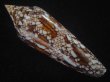 画像2: ベンガルイモ(Conus bengalensis) 濃色　美品 (2)