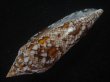 画像3: ベンガルイモ(Conus bengalensis) 濃色　美品 (3)