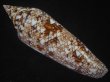 画像2: ベンガルイモ(Conus bengalensis) 美品 (2)