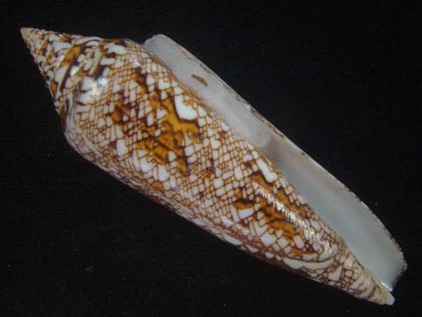 画像1: ベンガルイモ(Conus bengalensis) 美品 (1)