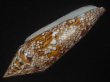 画像3: ベンガルイモ(Conus bengalensis)  (3)