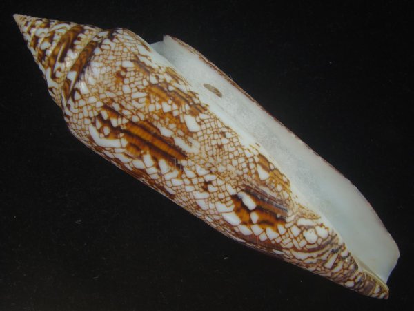 画像1: ベンガルイモ(Conus bengalensis) 131ｍｍ　特大　老成 (1)