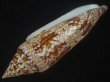 画像3: ベンガルイモ(Conus bengalensis) 131ｍｍ　特大　老成 (3)