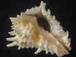 画像1: カブトコブシ(Vasum cassiformis) 97.5ｍｍ　特大　美品 (1)