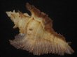 画像2: サギノハヨウラク(Pterynotus acanthopterus) 濃色ツートーン　老成 (2)