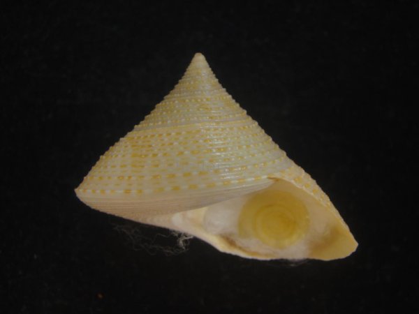 画像1: マウリエビス(Calliostoma selectum) 美品 (1)