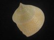 画像2: マウリエビス(Calliostoma selectum) 美品 (2)