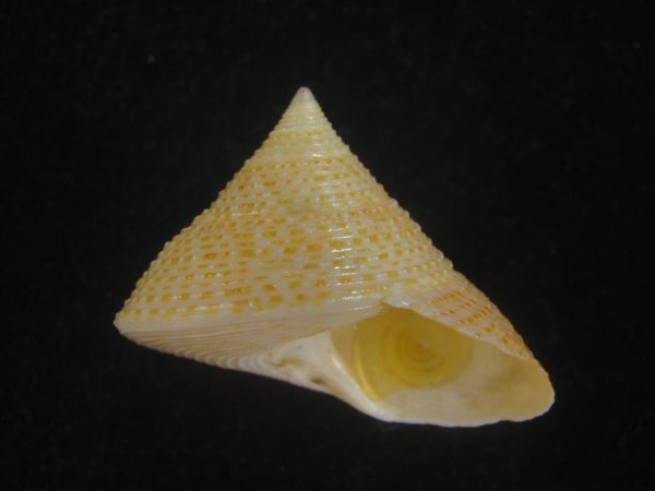 画像1: マウリエビス(Calliostoma selectum) 濃色 (1)