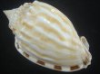 画像2: タテヒダカズラ(Phalium fimbria) 101ｍｍ　死殻？だけど特大美品　老成 (2)