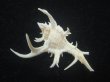 画像2: シカノツノガイ(Chicoreus cervicornis) 特美品 (2)