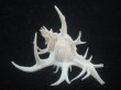 画像2: シカノツノガイ(Chicoreus cervicornis) 特美品 (2)