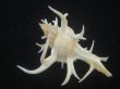 画像2: シカノツノガイ(Chicoreus cervicornis) 大　特美品 (2)