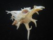 画像3: シカノツノガイ(Chicoreus cervicornis) 大　特美品 (3)