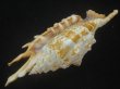 画像3: ホソムカデソデ(Ophioglossolambis digitata) 大　老成　特美品 (3)