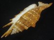 画像3: ホソムカデソデ(Ophioglossolambis digitata) 老成　美品 (3)