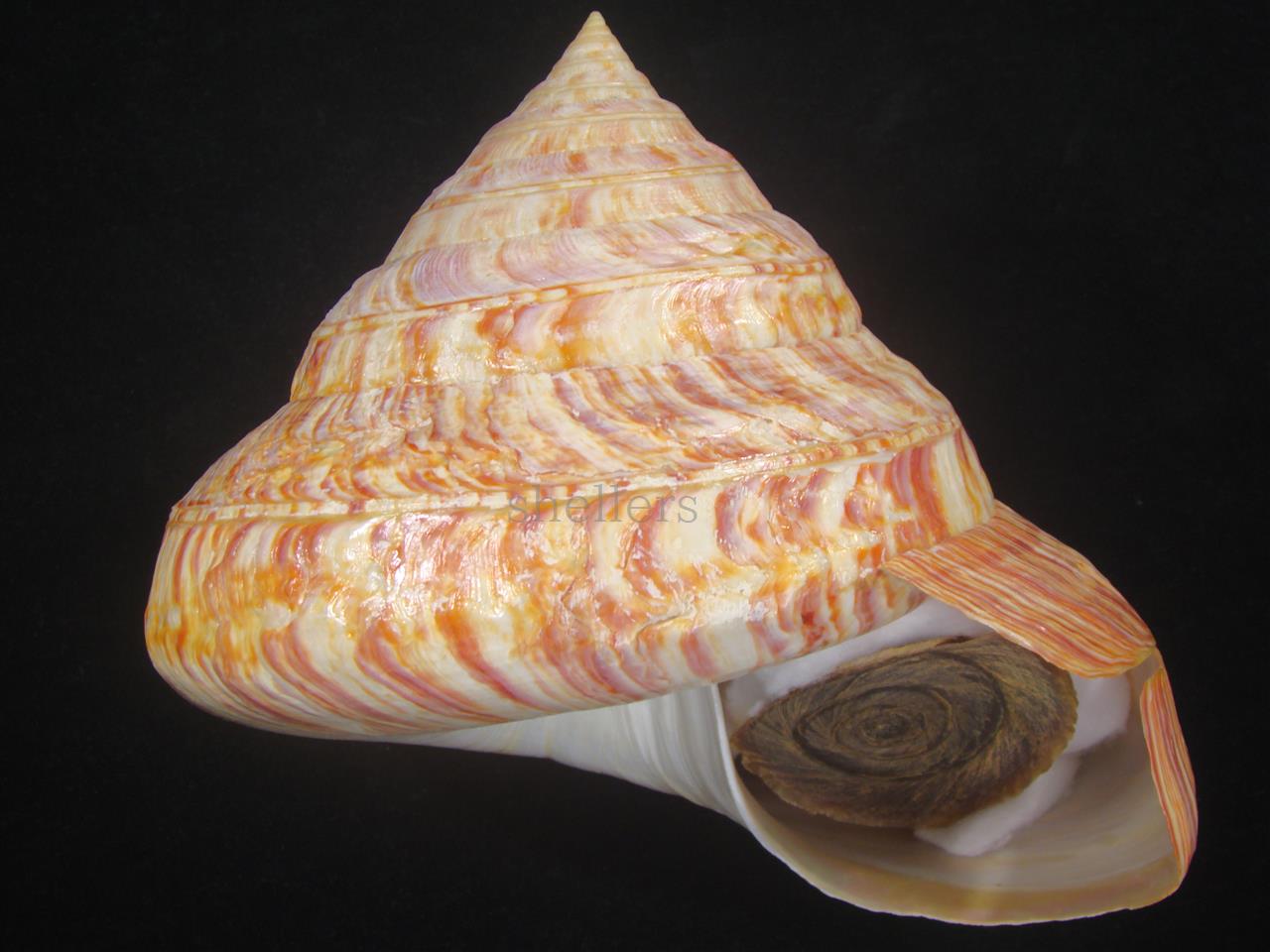 貝標本 リュウグウオキナエビス 色鮮やかな美品個体 - 科学、自然